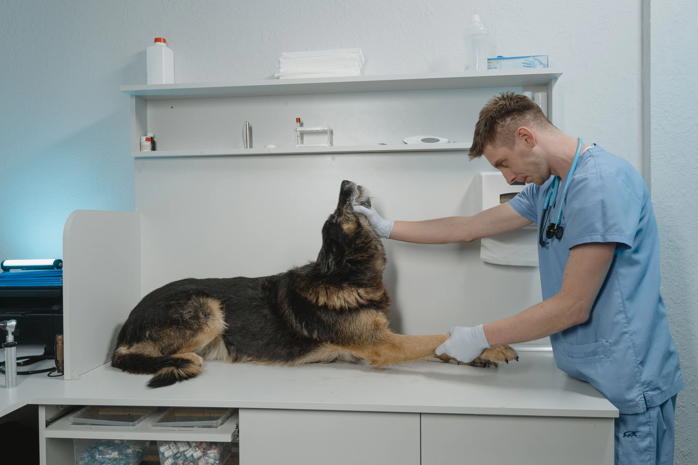 Veterinarian in blue scrubs examining a calm German Shepherd on an exam table in a clinic